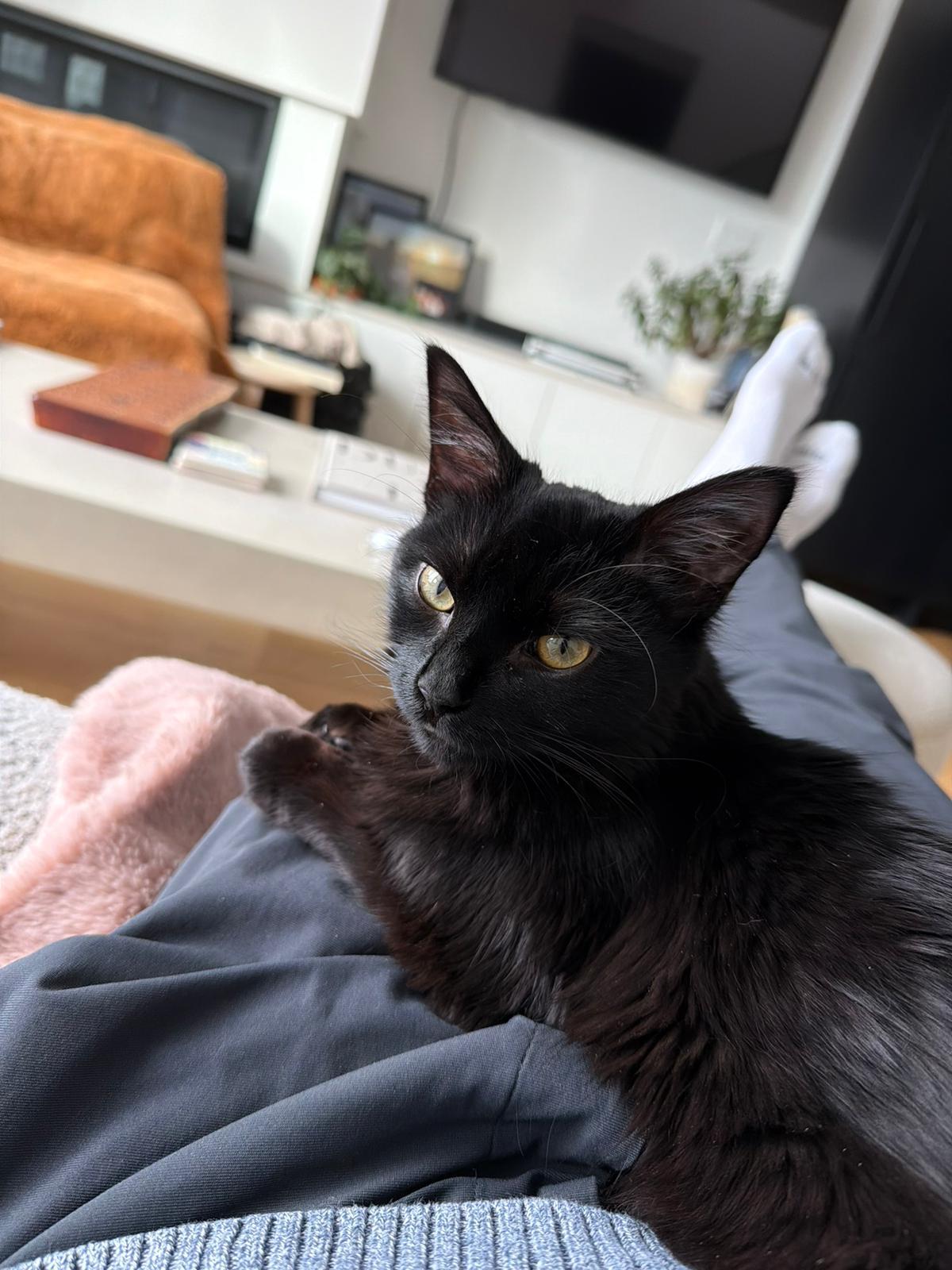 Miso (Humanitarian Adoption), a ADOPTABLE Domestic Medium Hair in Wakefield, QC image 4/6