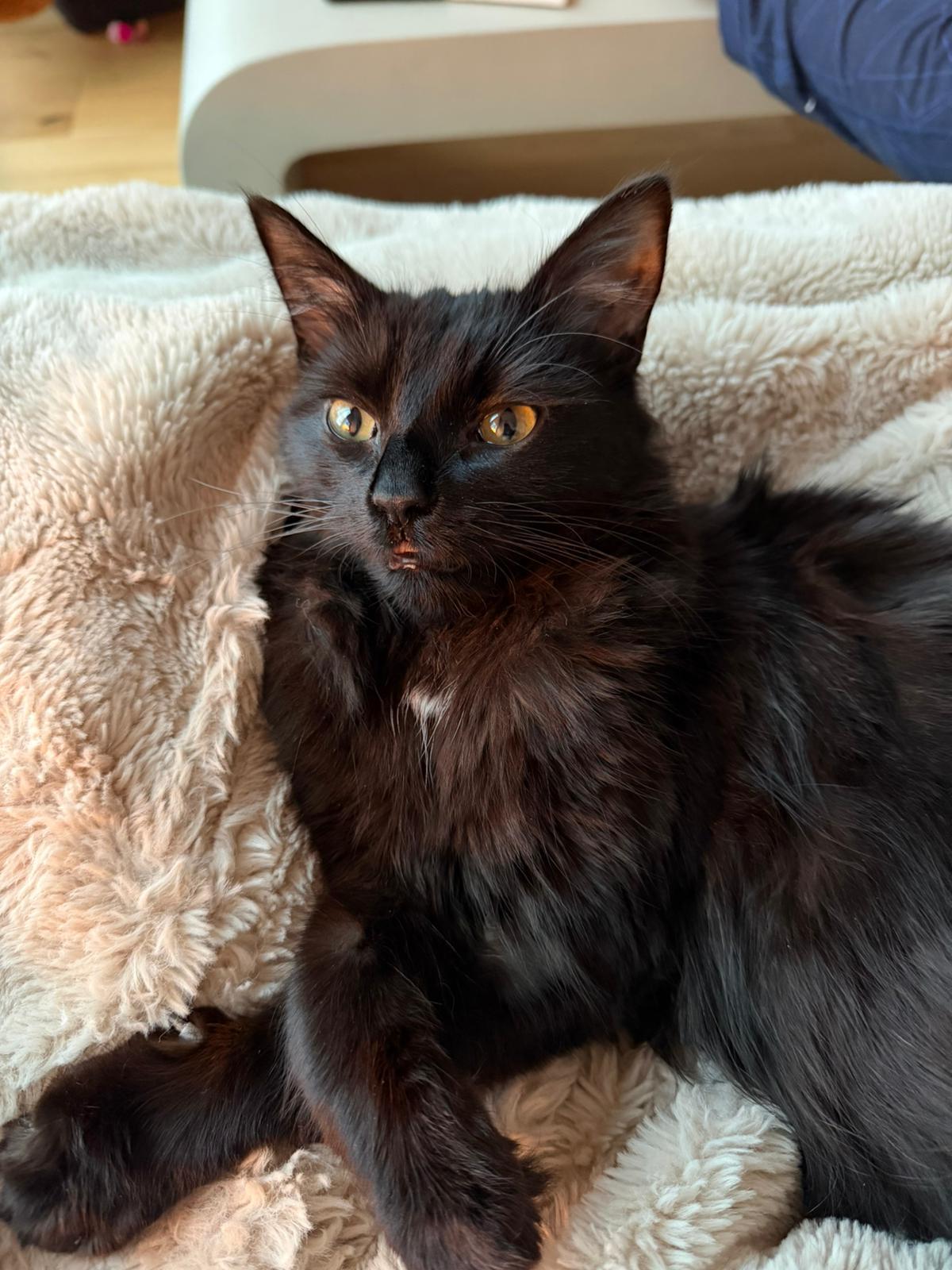 Miso (Humanitarian Adoption), a ADOPTABLE Domestic Medium Hair in Wakefield, QC image 1/6