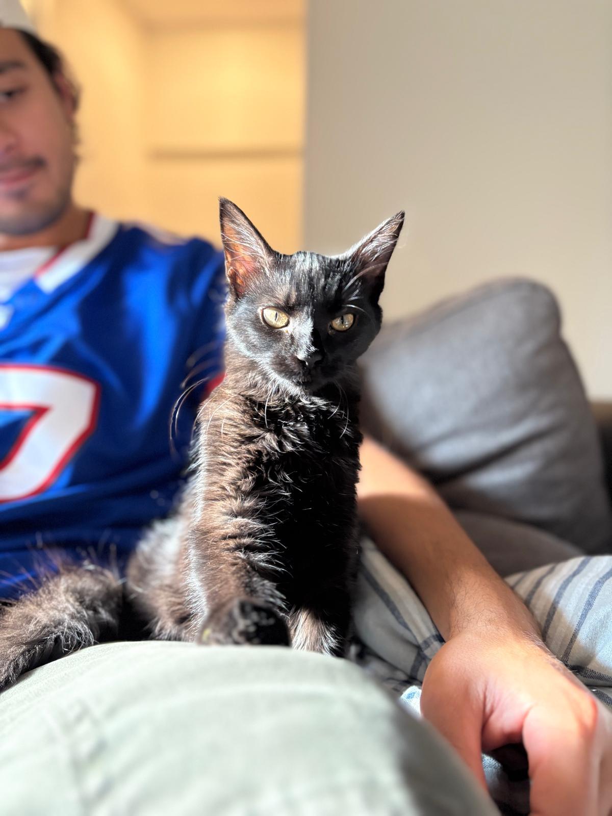 Miso (Humanitarian Adoption), a ADOPTABLE Domestic Medium Hair in Wakefield, QC image 3/6