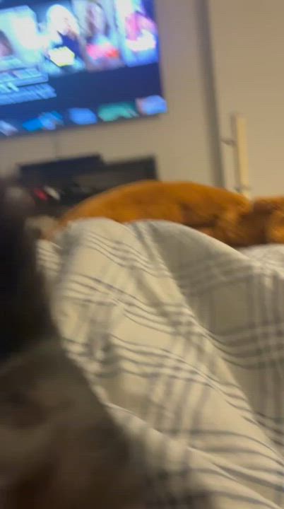 Enlarge Miso (Humanitarian Adoption), a ADOPTABLE Domestic Medium Hair in Wakefield, QC video 2/6