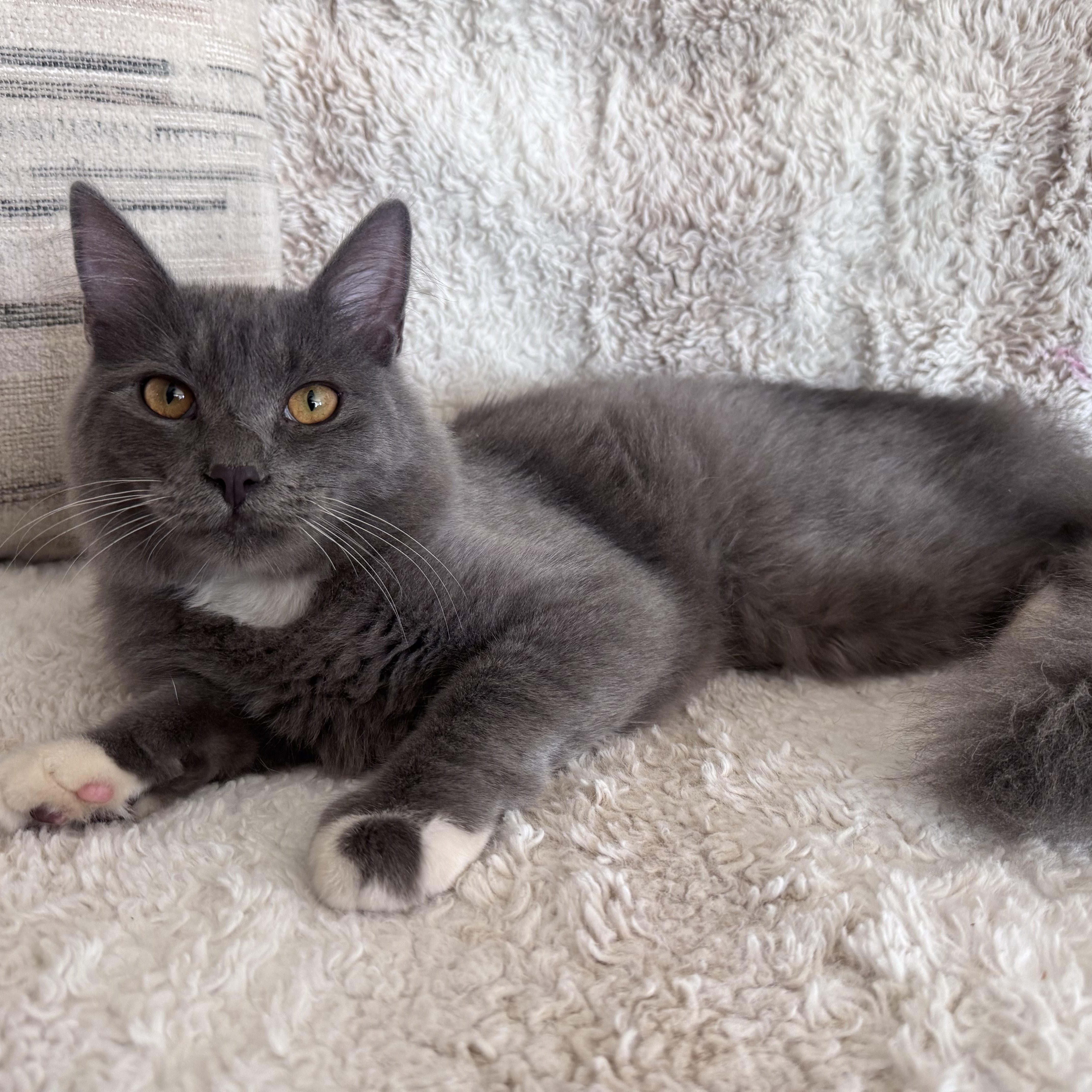 Hayes, adoptable, Young Male Domestic Long Hair.