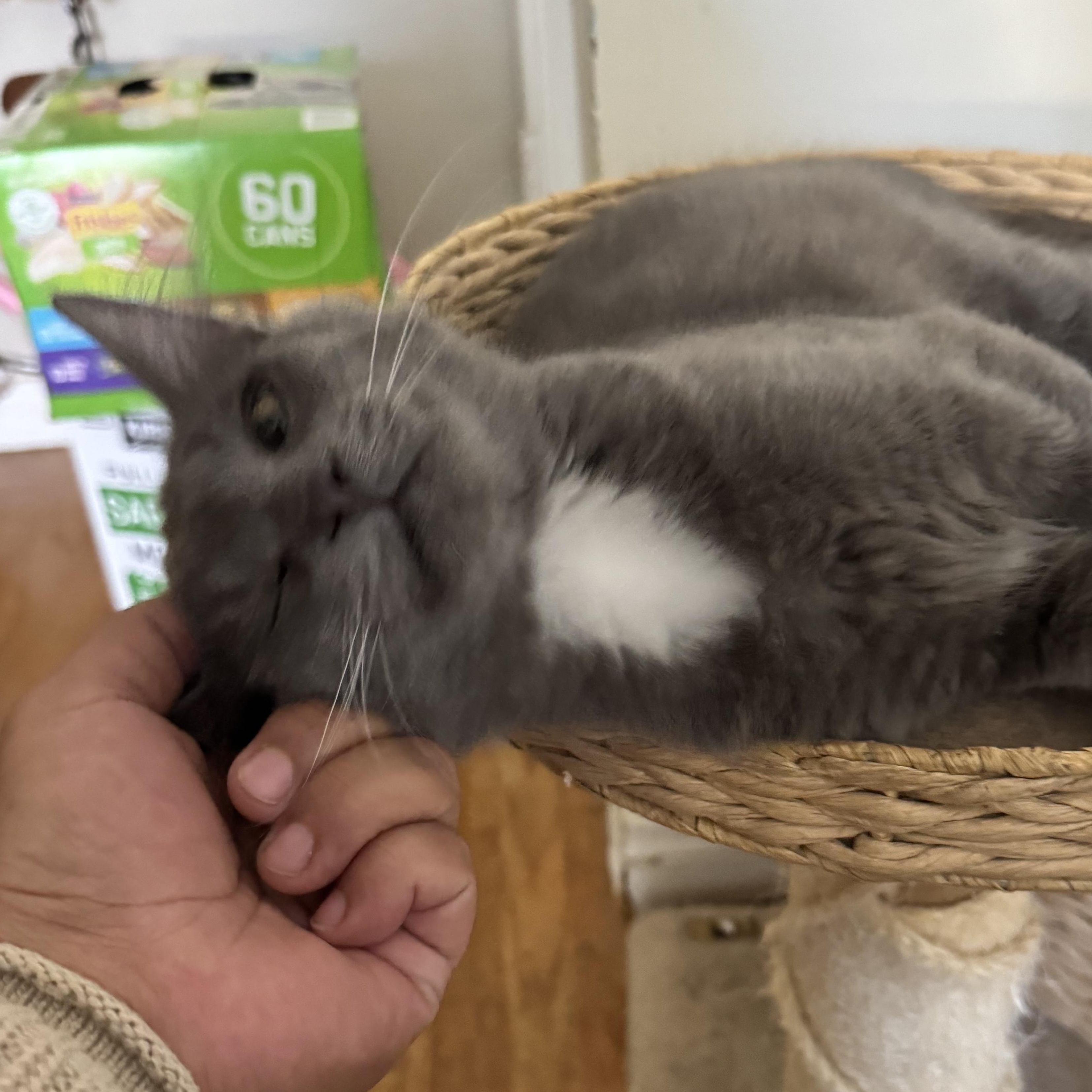 Enlarge Hayes, an adoptable Domestic Long Hair in Riverside, CA image 3/3