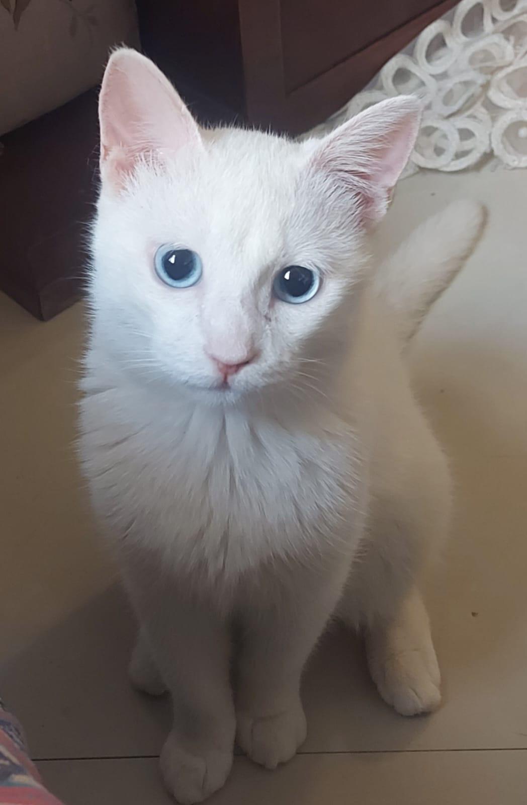 Enlarge Sugar J - Deaf, a Adoptable Turkish Van in Brampton, ON image 1/6