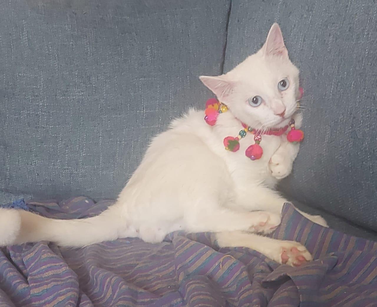 Enlarge Sugar J - Deaf, a Adoptable Turkish Van in Brampton, ON image 2/6