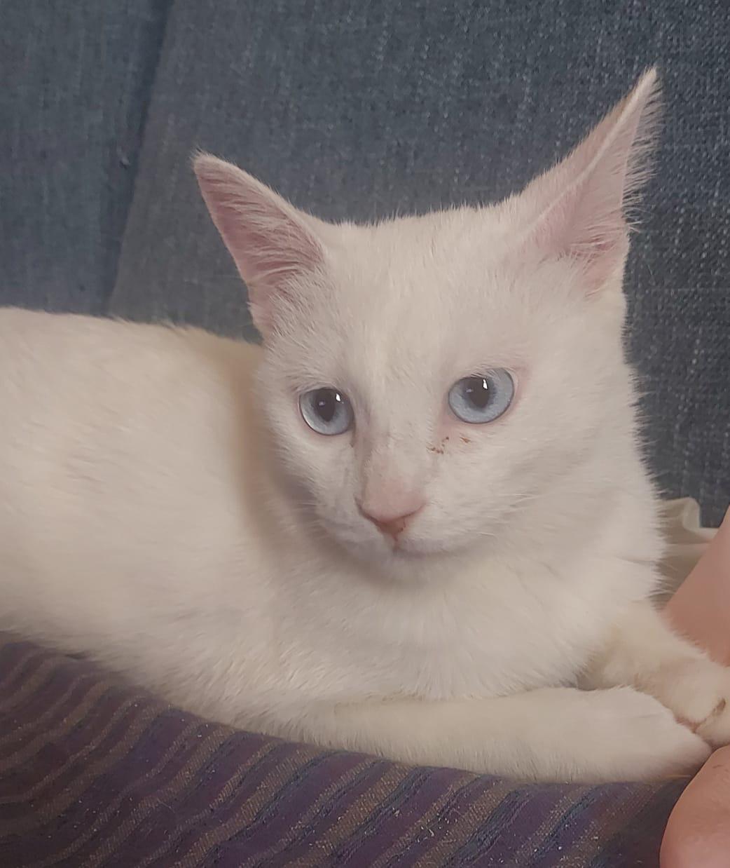 Enlarge Sugar J - Deaf, a Adoptable Turkish Van in Brampton, ON image 3/6
