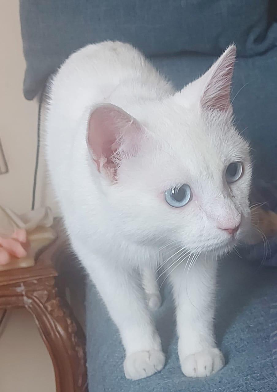 Enlarge Sugar J - Deaf, a Adoptable Turkish Van in Brampton, ON image 4/6