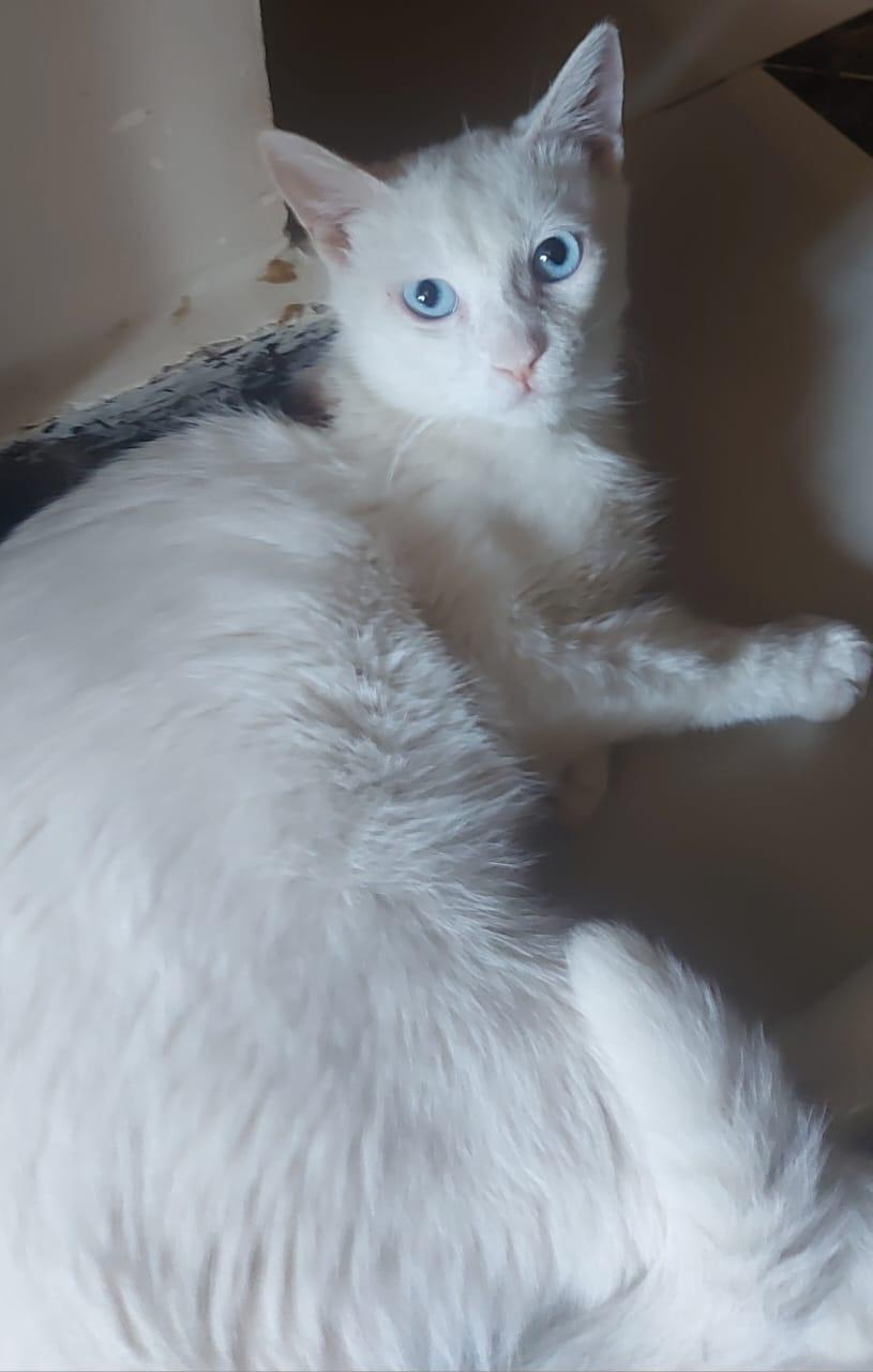 Enlarge Sugar J - Deaf, a Adoptable Turkish Van in Brampton, ON image 5/6