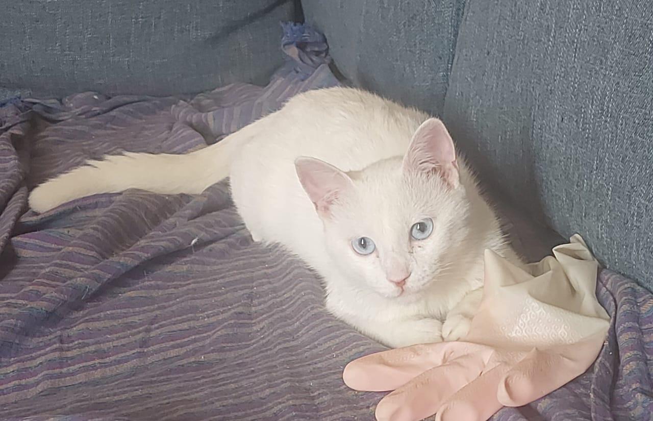 Enlarge Sugar J - Deaf, a Adoptable Turkish Van in Brampton, ON image 6/6