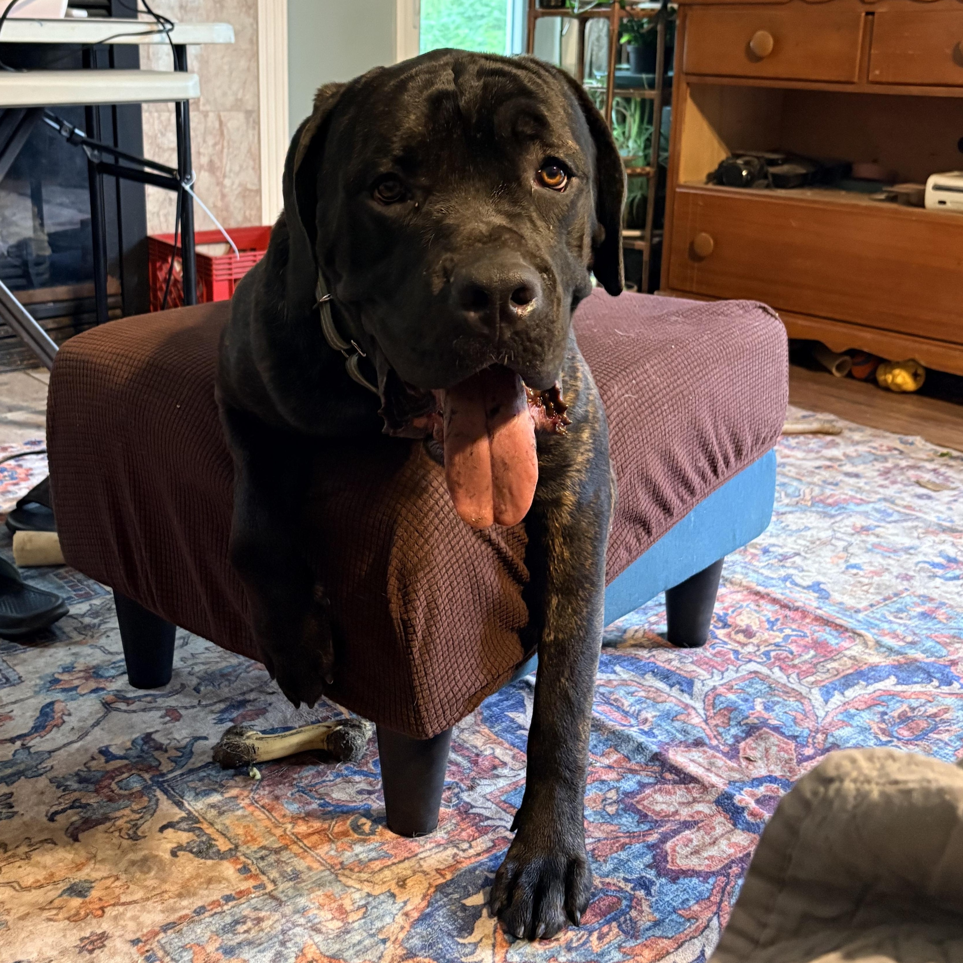 Enlarge Cesar, a Adoptable Cane Corso in Allen Park, MI image 2/4