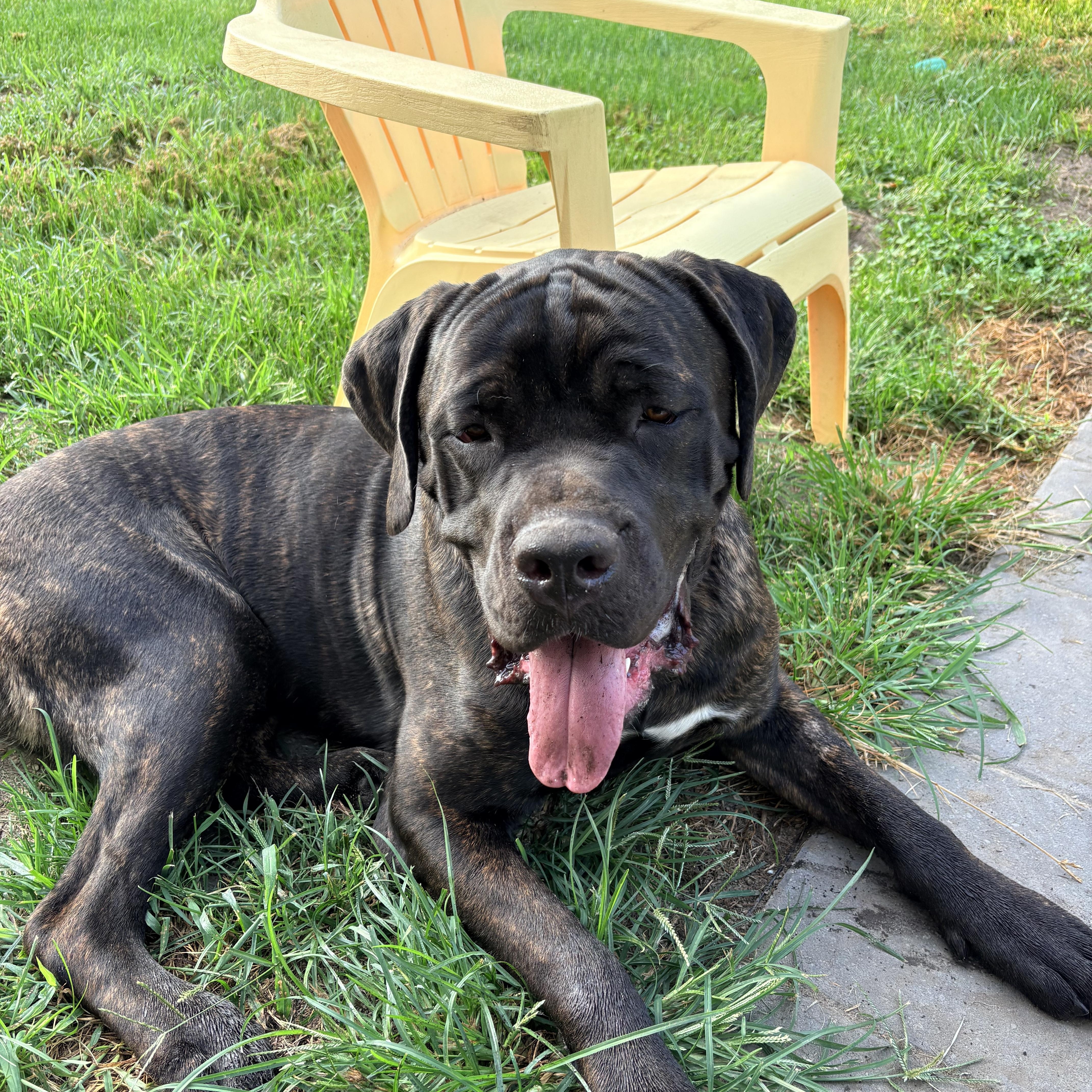 Enlarge Cesar, a Adoptable Cane Corso in Allen Park, MI image 4/4