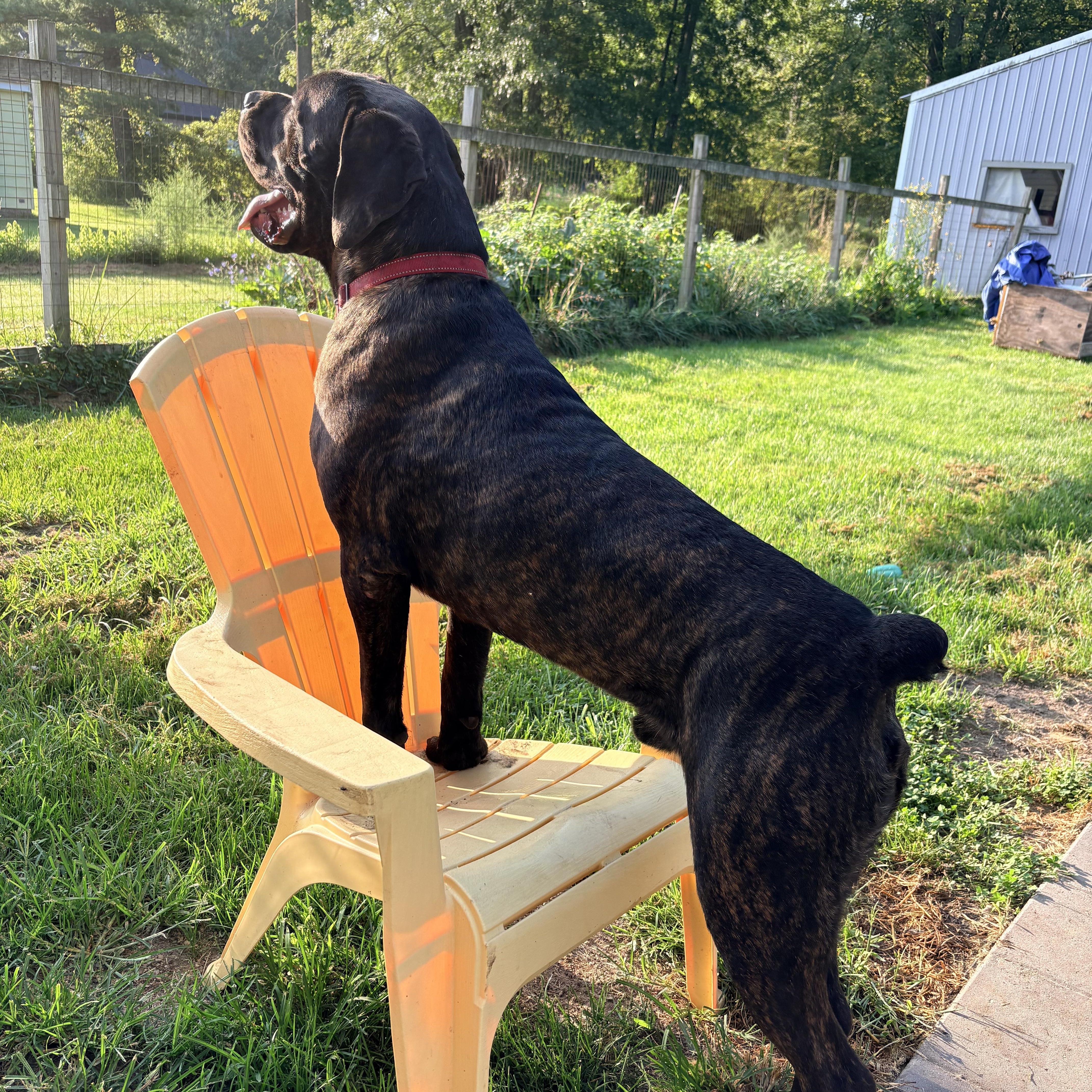 Enlarge Cesar, a Adoptable Cane Corso in Allen Park, MI image 3/4