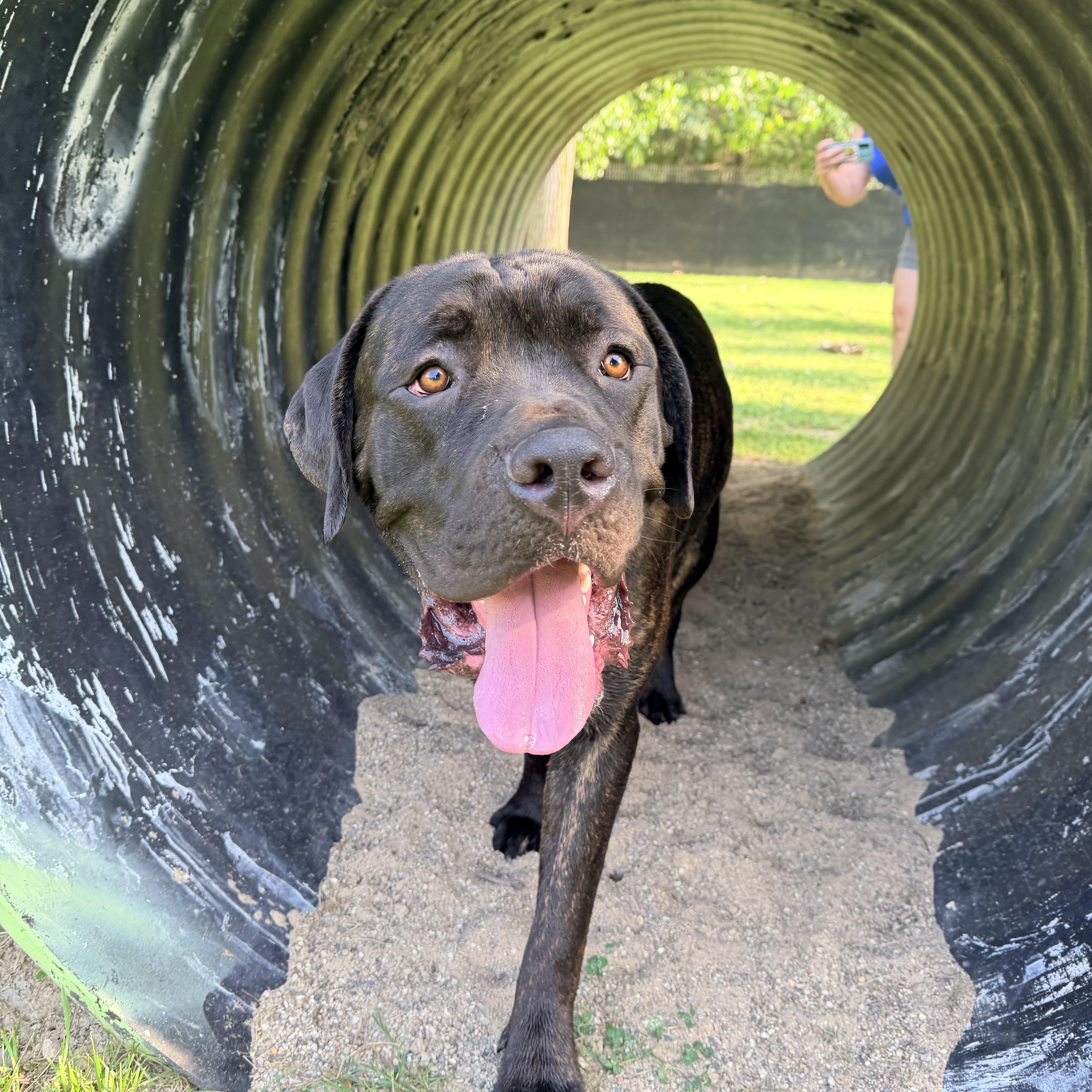 Cesar, Adoptable, Adult Male Cane Corso.