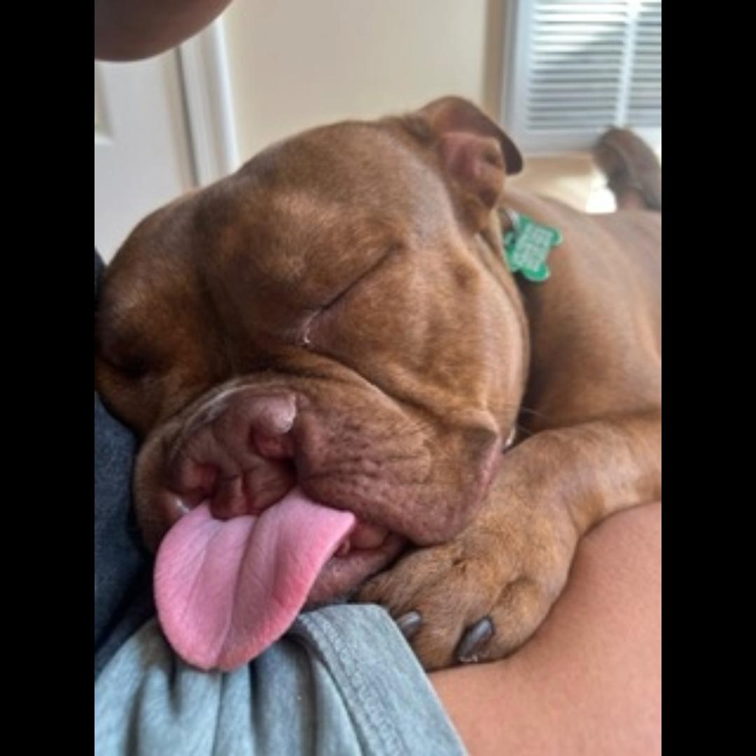 Pumba, a ADOPTABLE mixed breed in Midlothian, VA image 1/5