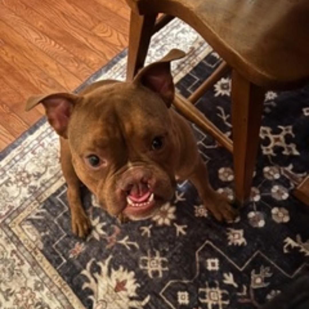 Pumba, a ADOPTABLE mixed breed in Midlothian, VA image 2/5