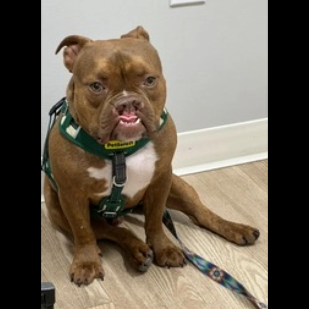 Pumba, a ADOPTABLE mixed breed in Midlothian, VA image 3/5