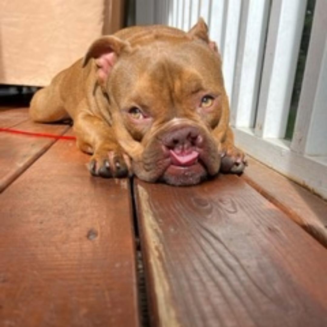 Pumba, a ADOPTABLE mixed breed in Midlothian, VA image 4/5