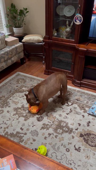 Enlarge Pumba, a ADOPTABLE mixed breed in Midlothian, VA video 5/5