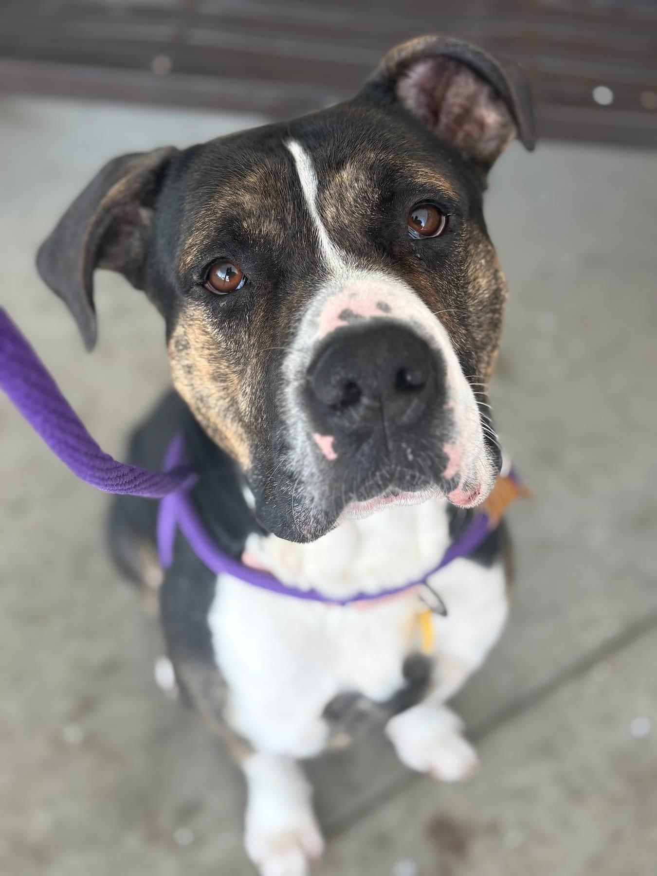 Enlarge Chandler, a ADOPTABLE mixed breed in Cleveland, OH image 3/6