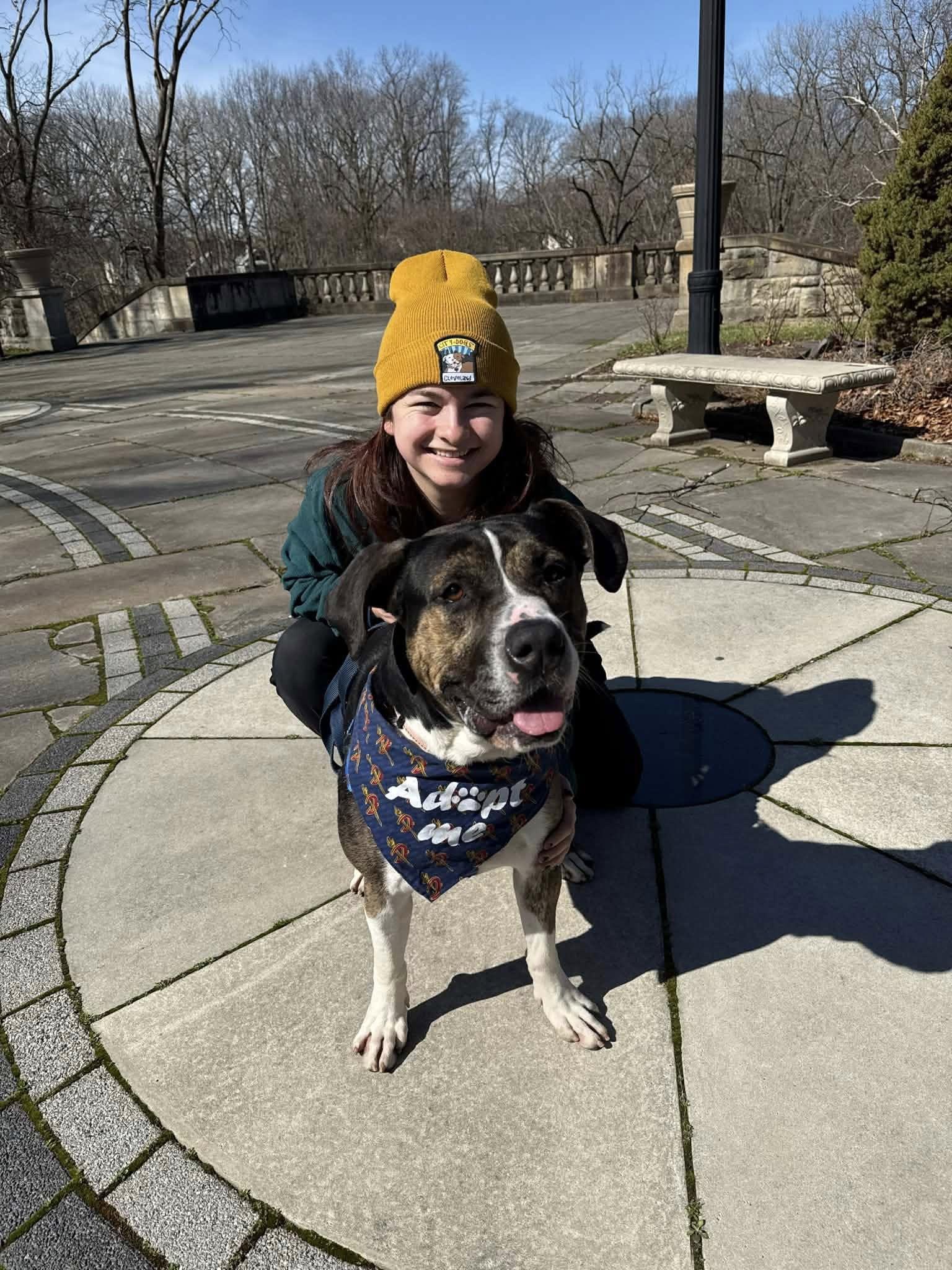 Chandler, ADOPTABLE, Young Male Pit Bull Terrier.