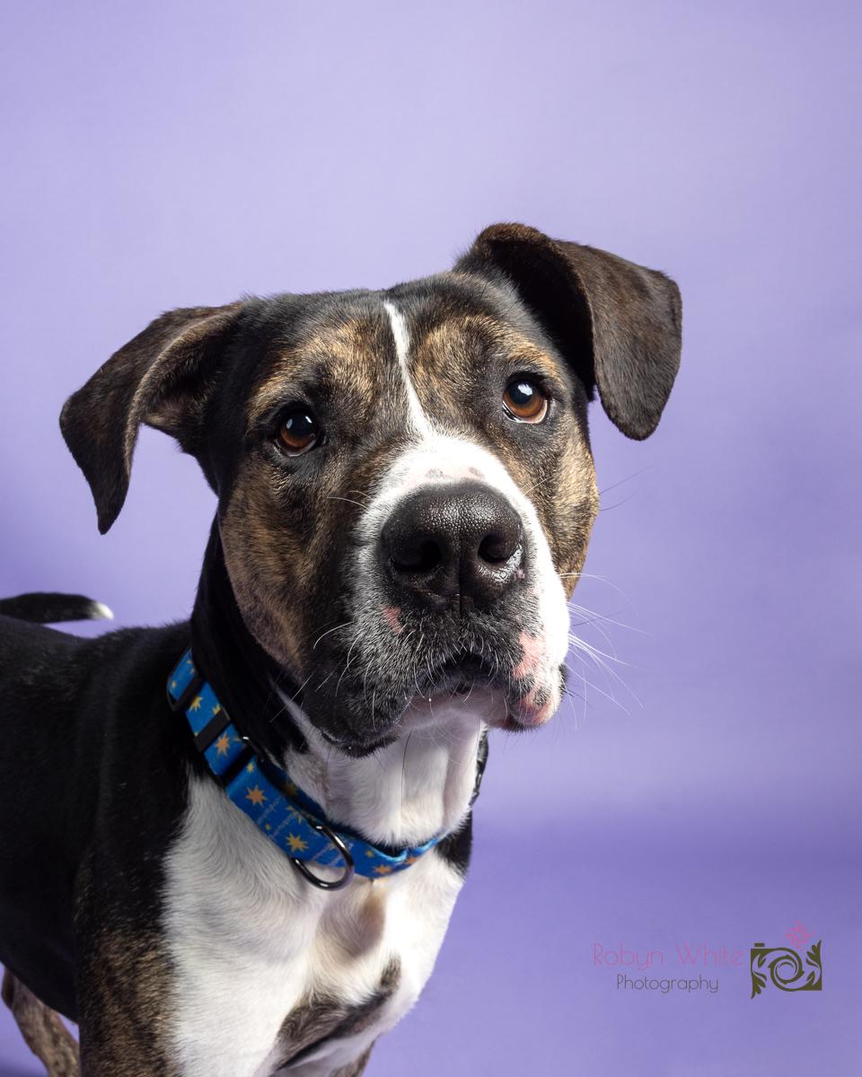 Enlarge Chandler, a ADOPTABLE mixed breed in Cleveland, OH image 6/6