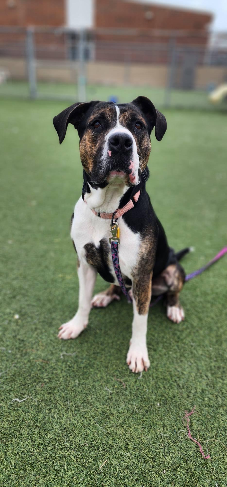 Enlarge Chandler, a ADOPTABLE mixed breed in Cleveland, OH image 4/6