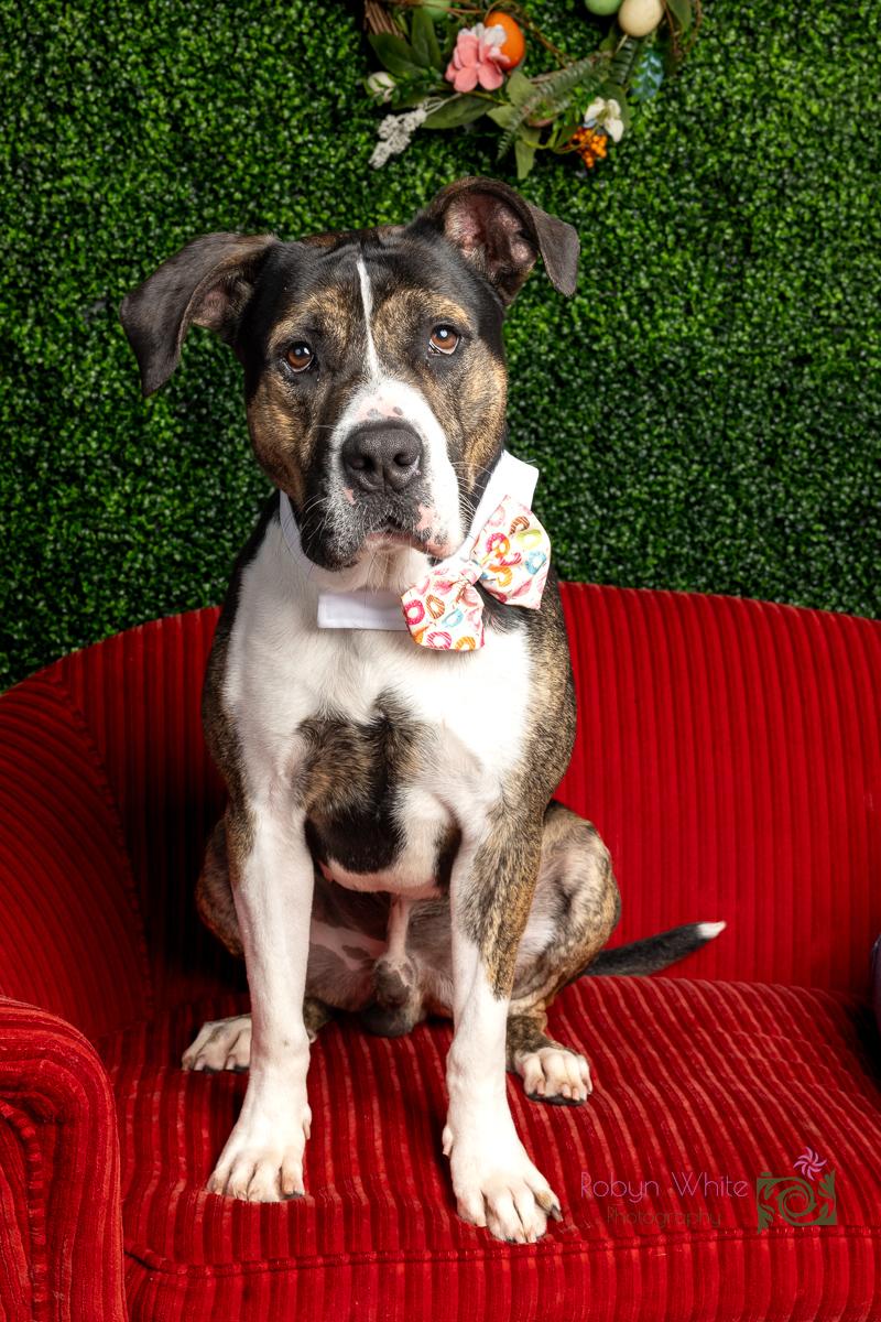 Enlarge Chandler, a ADOPTABLE mixed breed in Cleveland, OH image 5/6