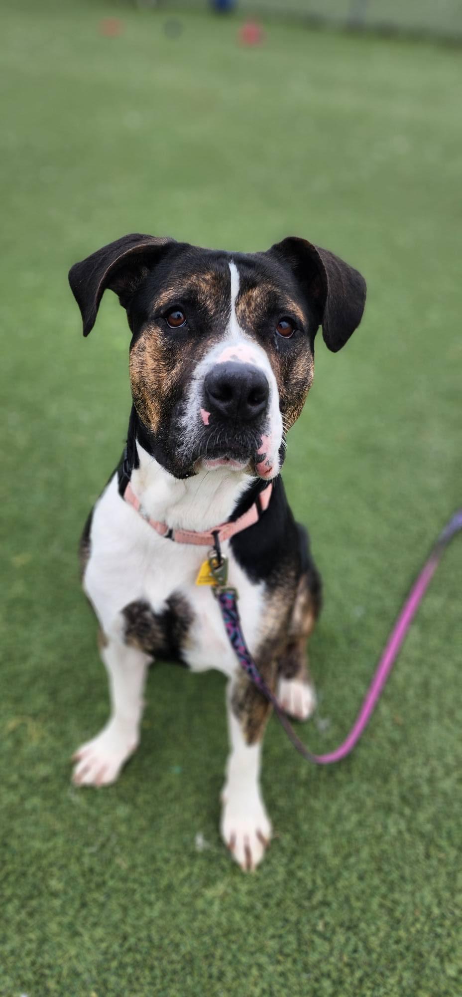 Enlarge Chandler, a ADOPTABLE mixed breed in Cleveland, OH image 2/6