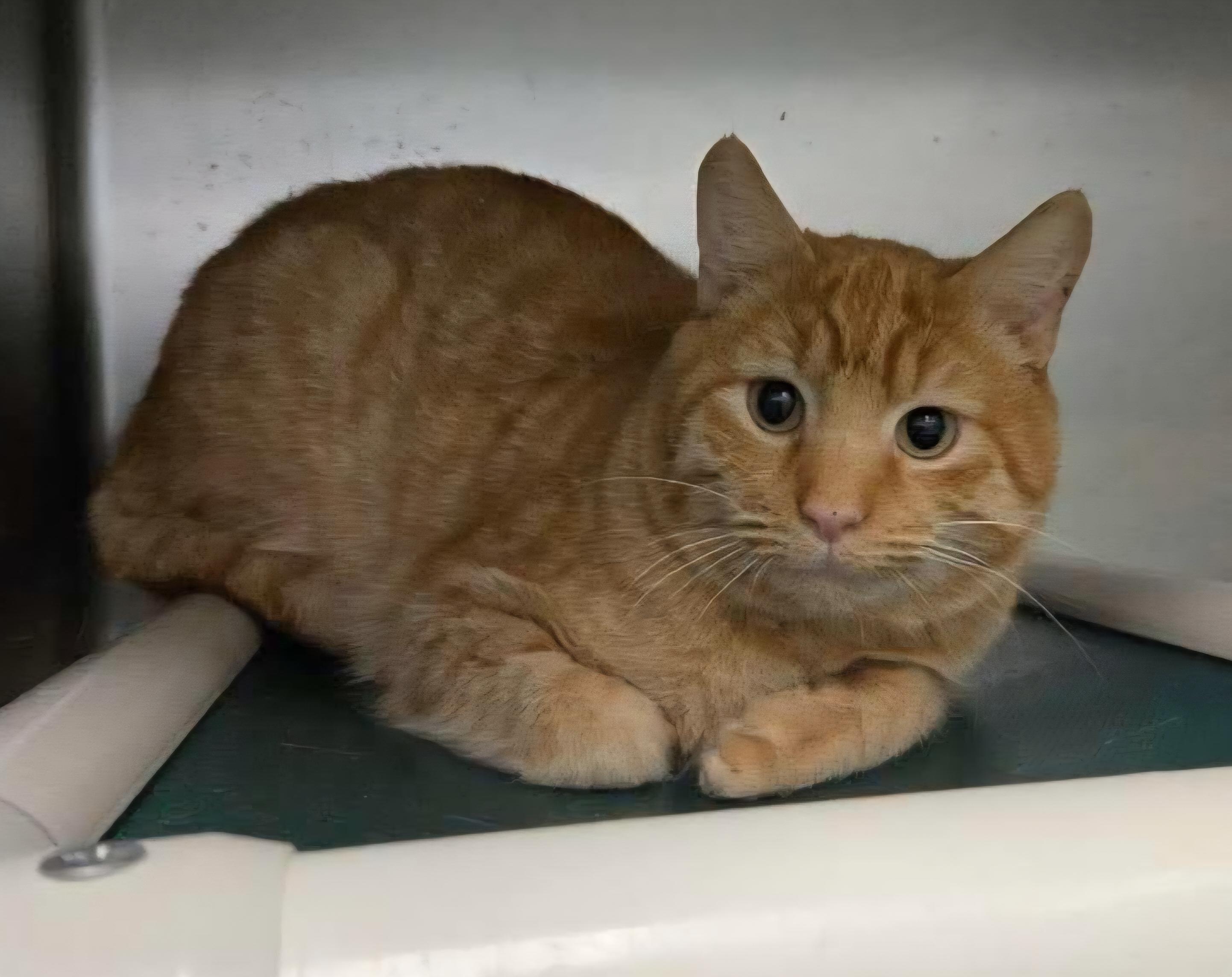 Enlarge Mr. Brown - at Petsense , a ADOPTABLE mixed breed in Amherst, VA image 2/3