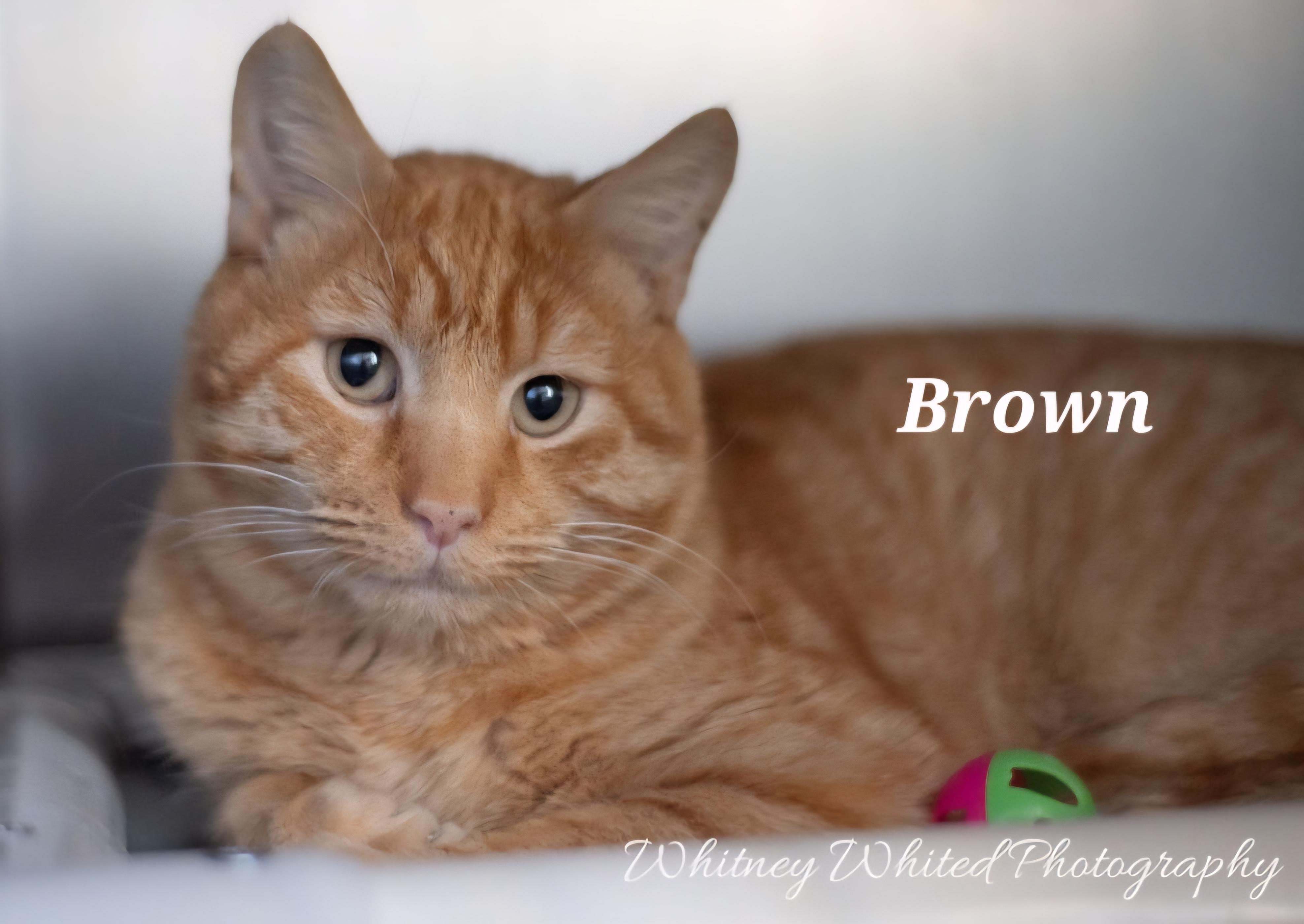 Enlarge Mr. Brown - at Petsense , a ADOPTABLE mixed breed in Amherst, VA image 3/3