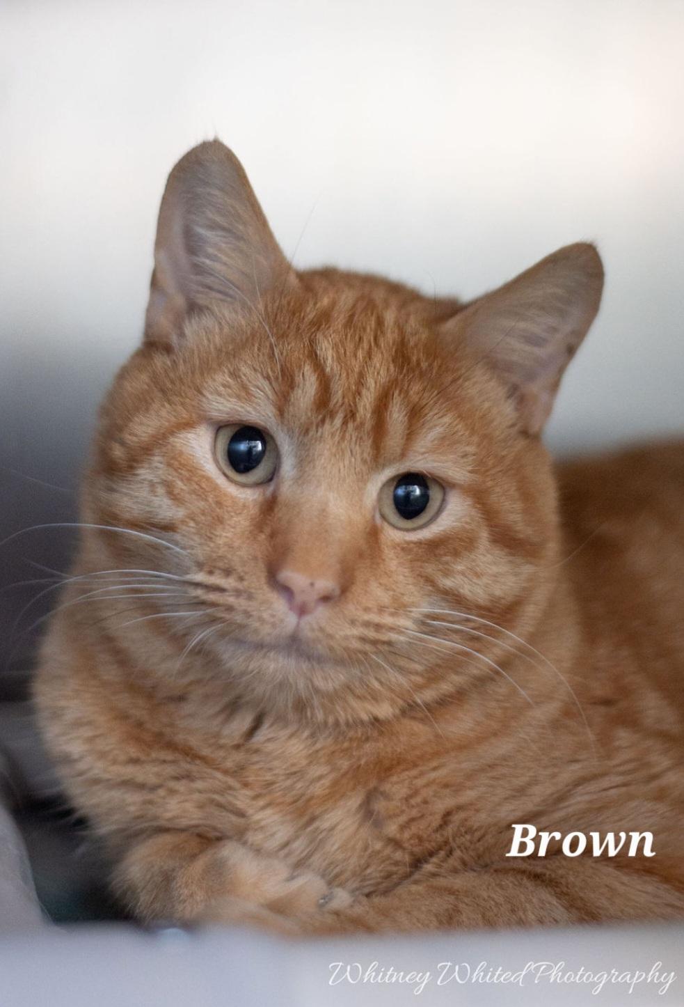 Mr. Brown - at Petsense , ADOPTABLE, Adult Male Domestic Short Hair & Tabby.