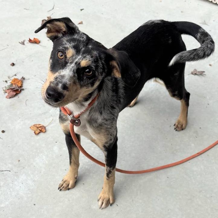 Enlarge Maxi, a Adoptable mixed breed in Durham, NC image 1/6