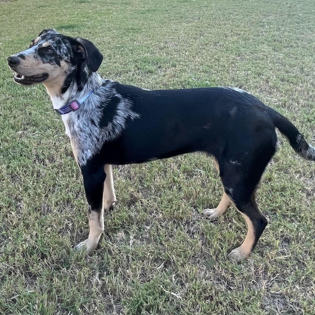Enlarge Maxi, a Adoptable mixed breed in Durham, NC image 3/6