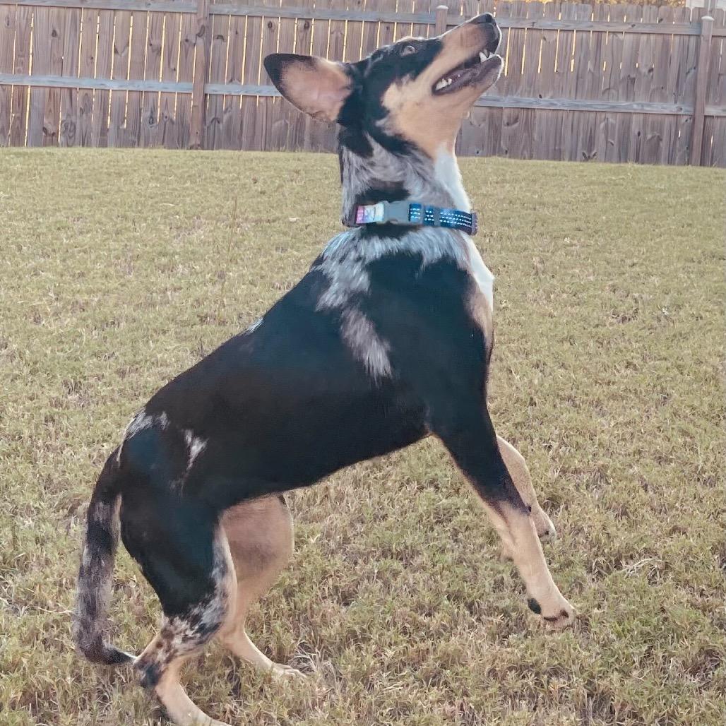 Enlarge Maxi, a Adoptable mixed breed in Durham, NC image 2/6