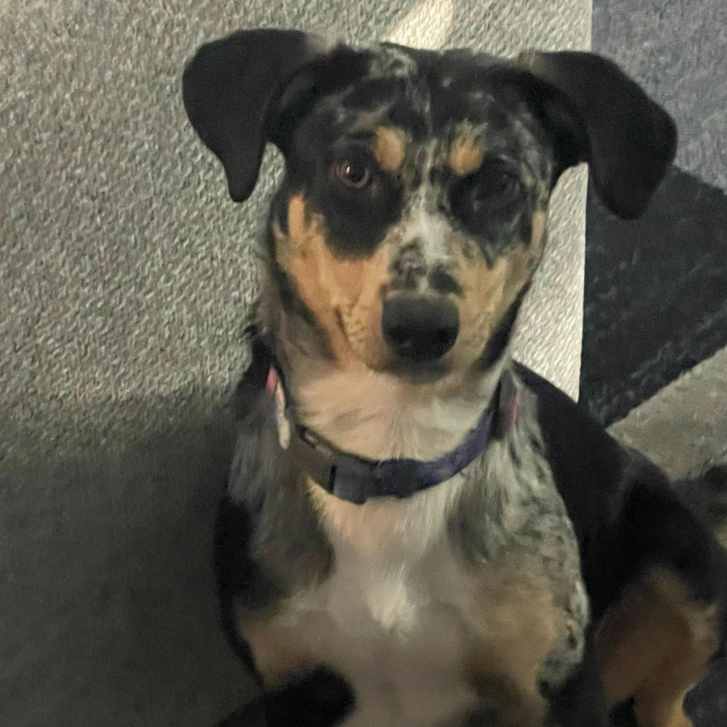 Enlarge Maxi, a Adoptable mixed breed in Durham, NC image 4/6