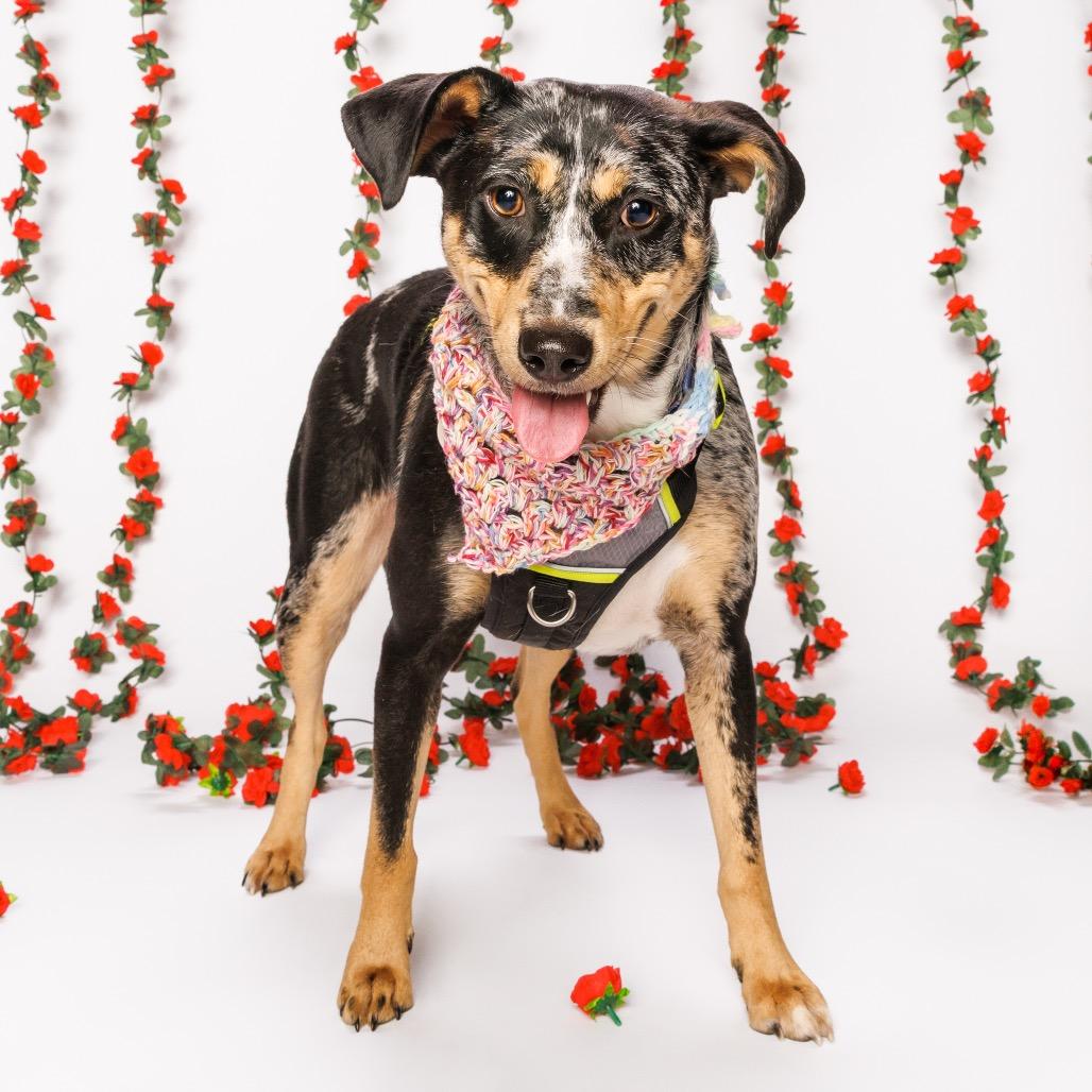 Enlarge Maxi, a Adoptable mixed breed in Durham, NC image 5/6