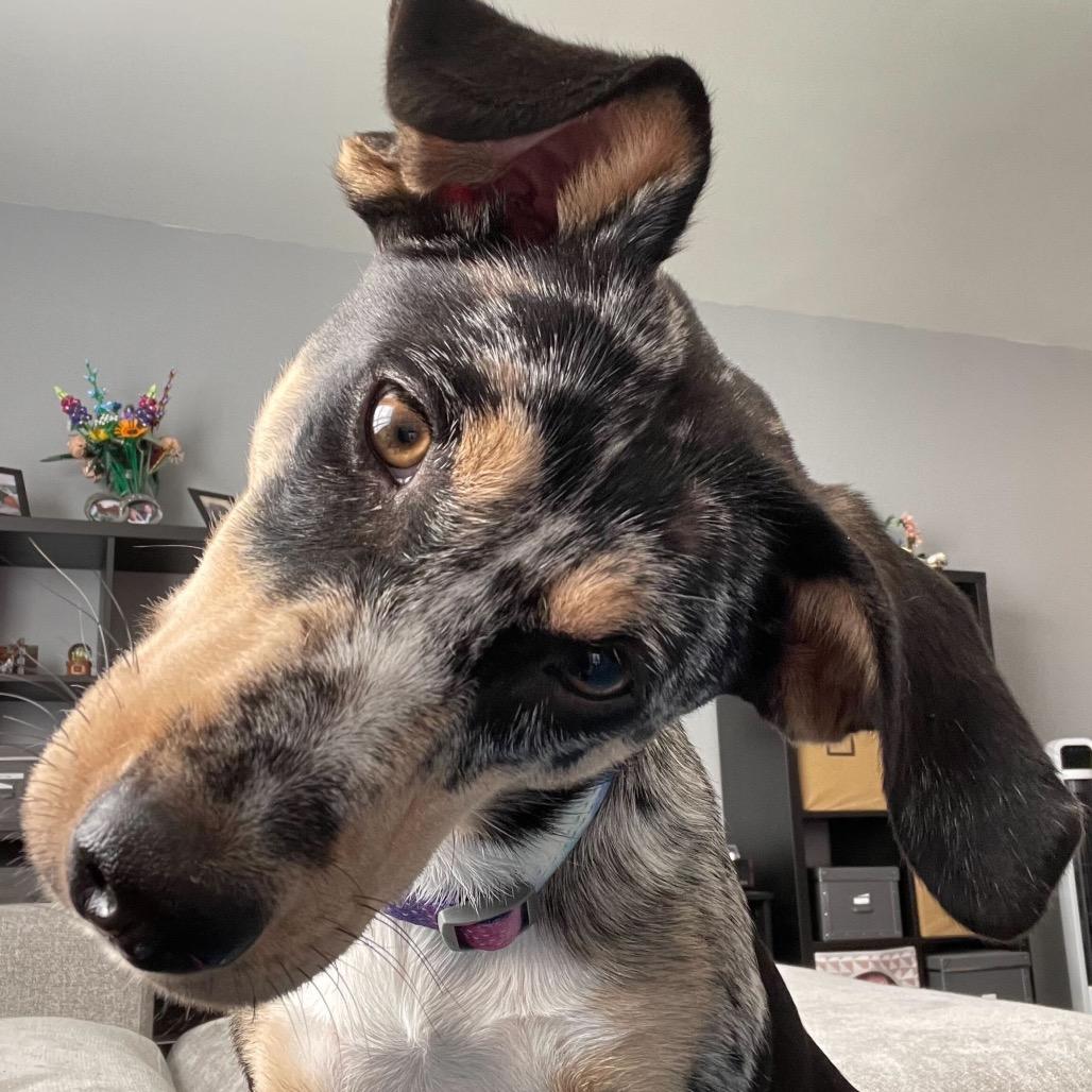 Enlarge Maxi, a Adoptable mixed breed in Durham, NC image 5/6