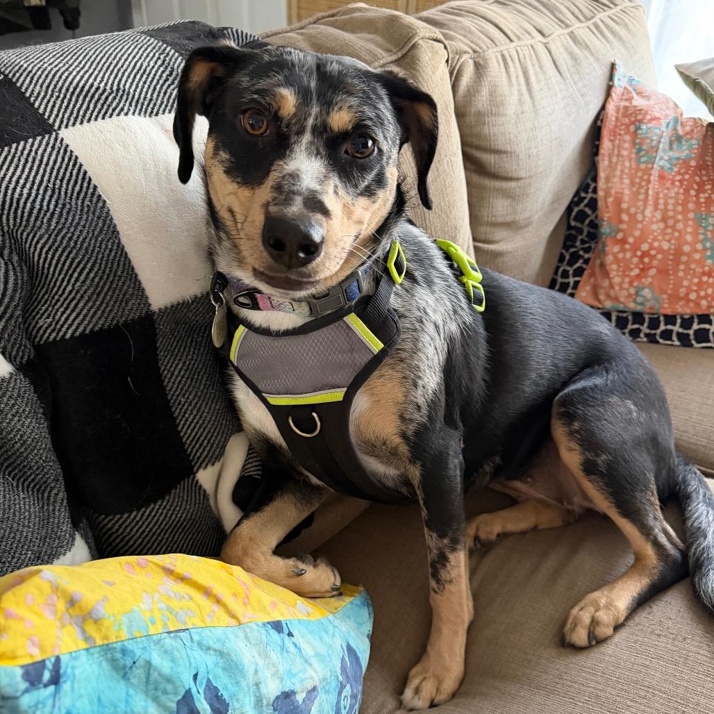 Enlarge Maxi, a Adoptable mixed breed in Durham, NC image 4/6