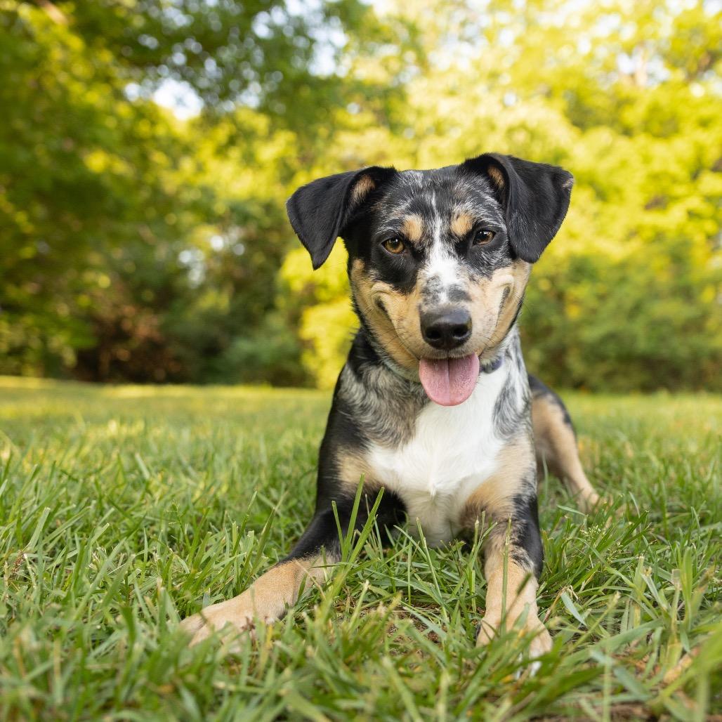 Enlarge Maxi, a Adoptable mixed breed in Durham, NC image 6/6