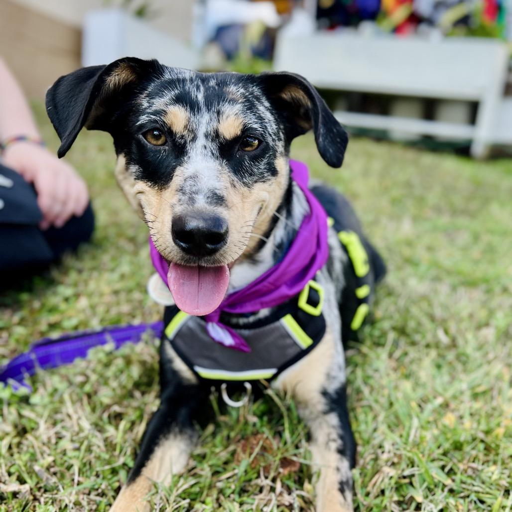 Enlarge Maxi, a Adoptable mixed breed in Durham, NC image 6/6