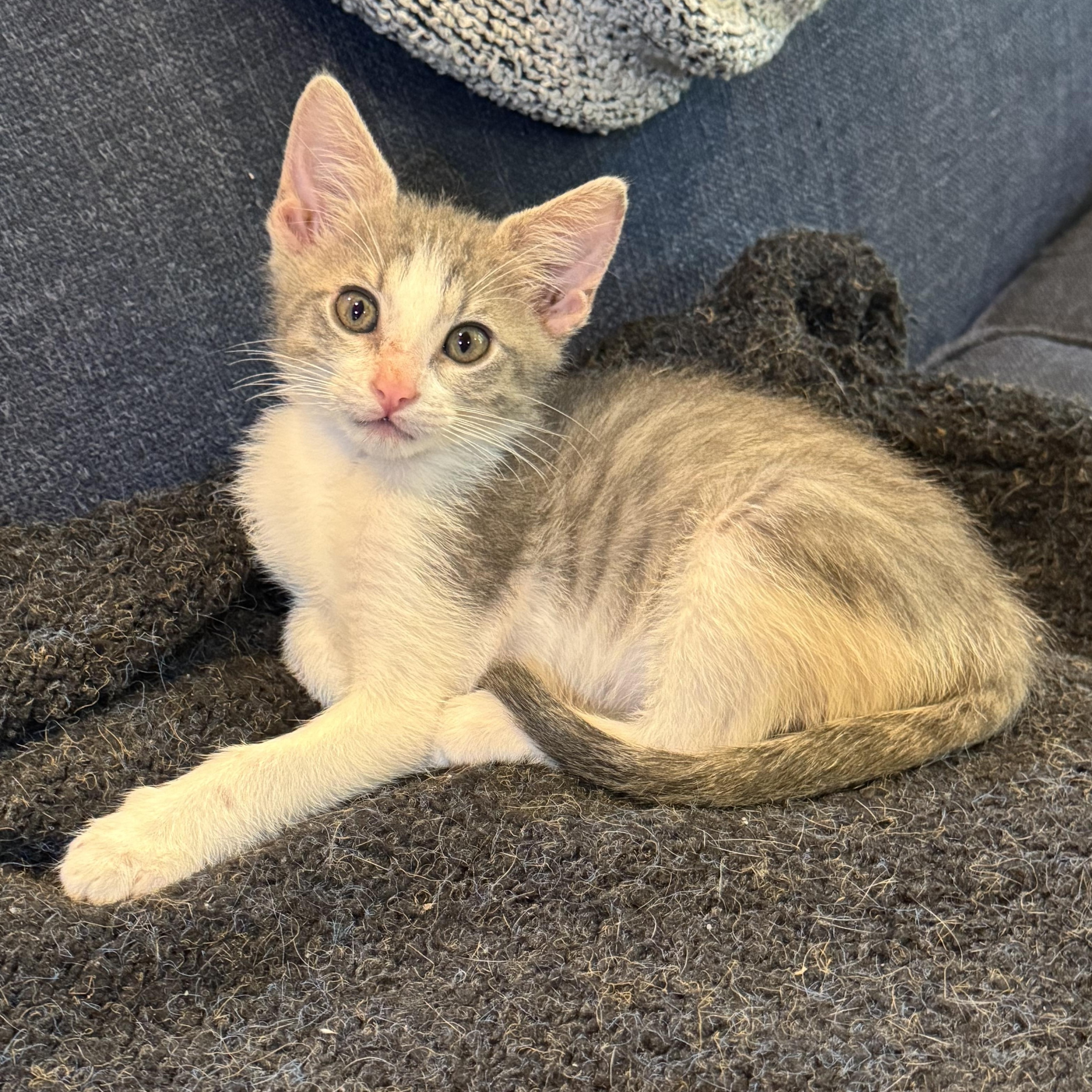 Benadryl, ADOPTABLE, Kitten Female Tabby.