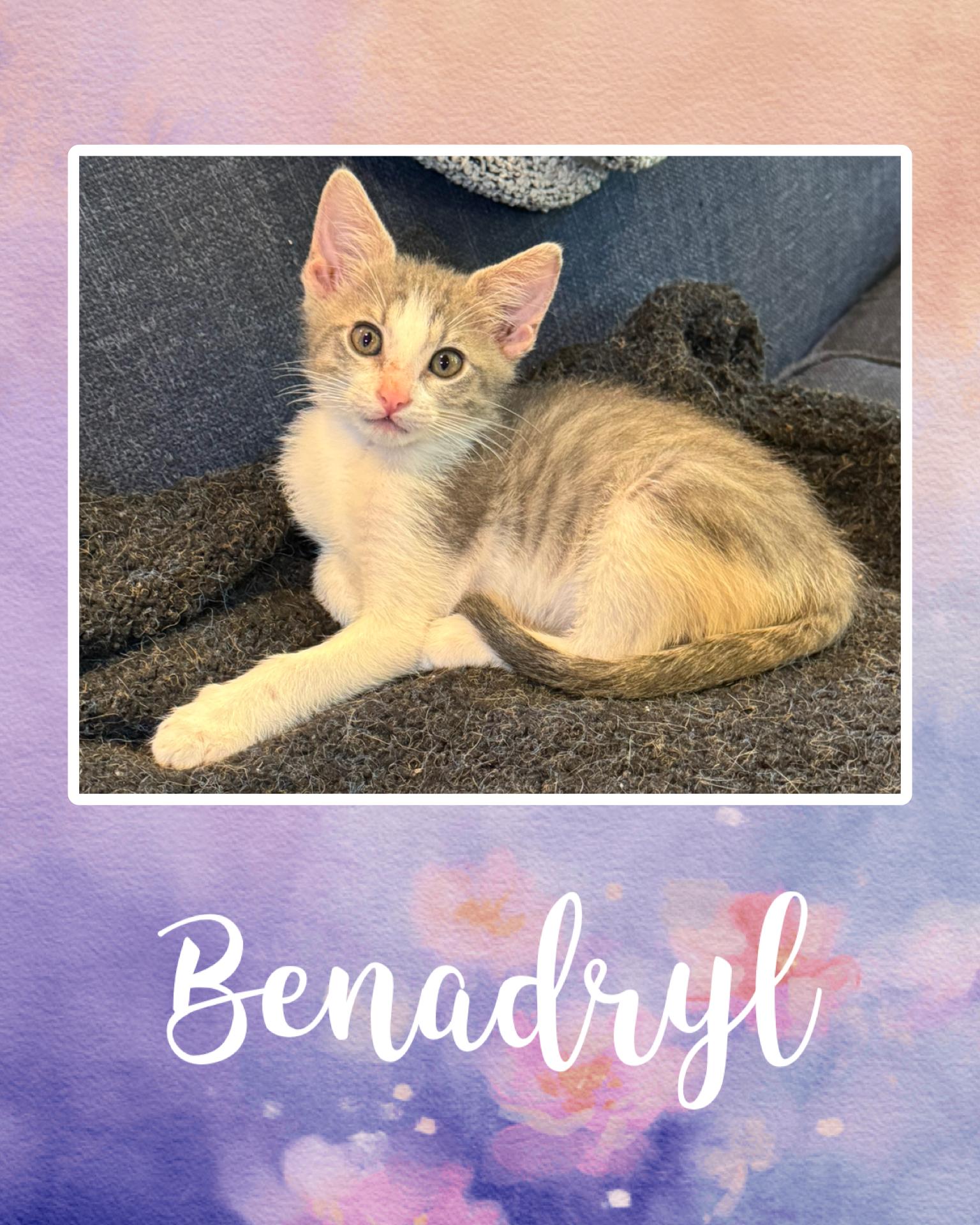 Enlarge Benadryl, a ADOPTABLE Tabby in Pasco, WA image 3/3
