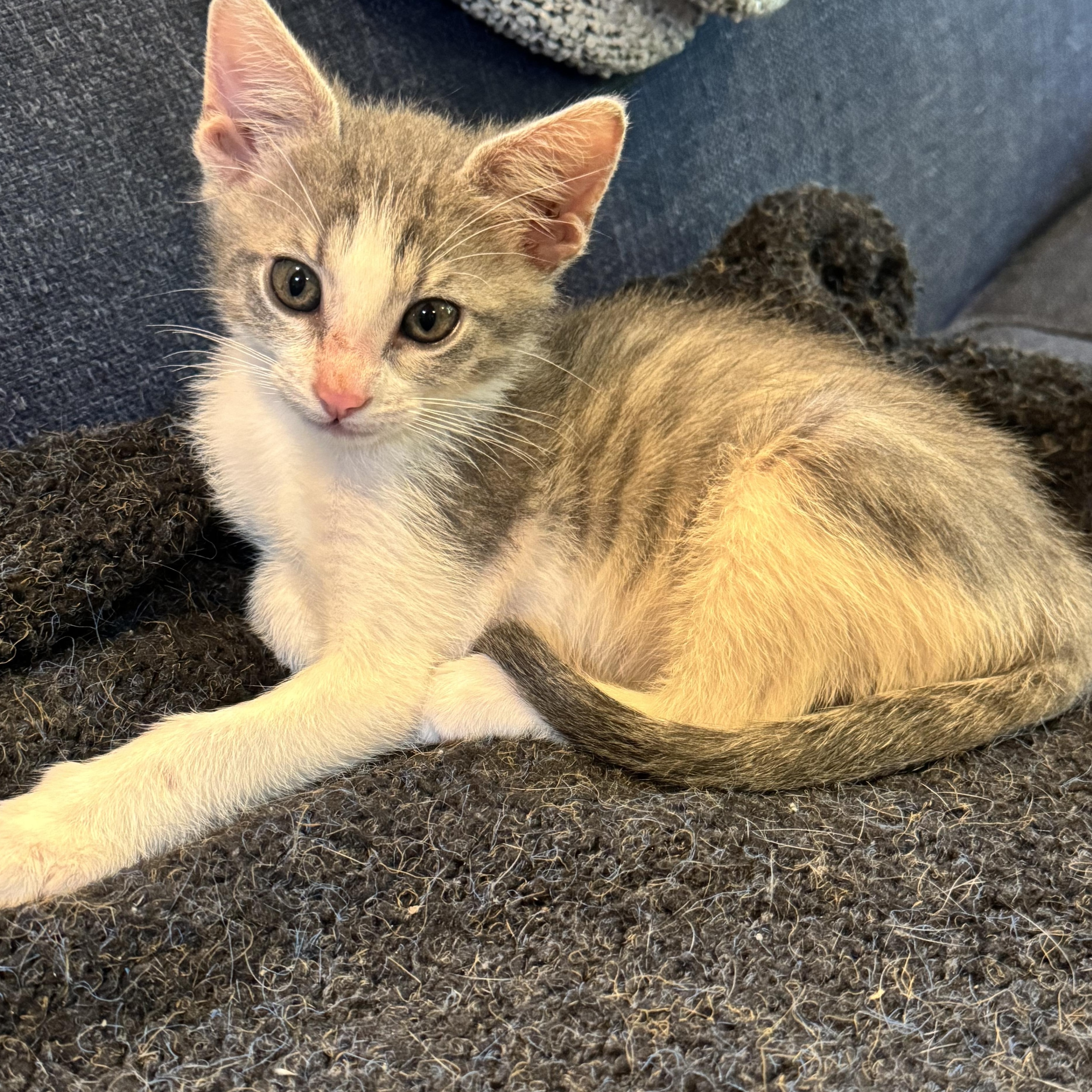 Enlarge Benadryl, a ADOPTABLE Tabby in Pasco, WA image 2/3