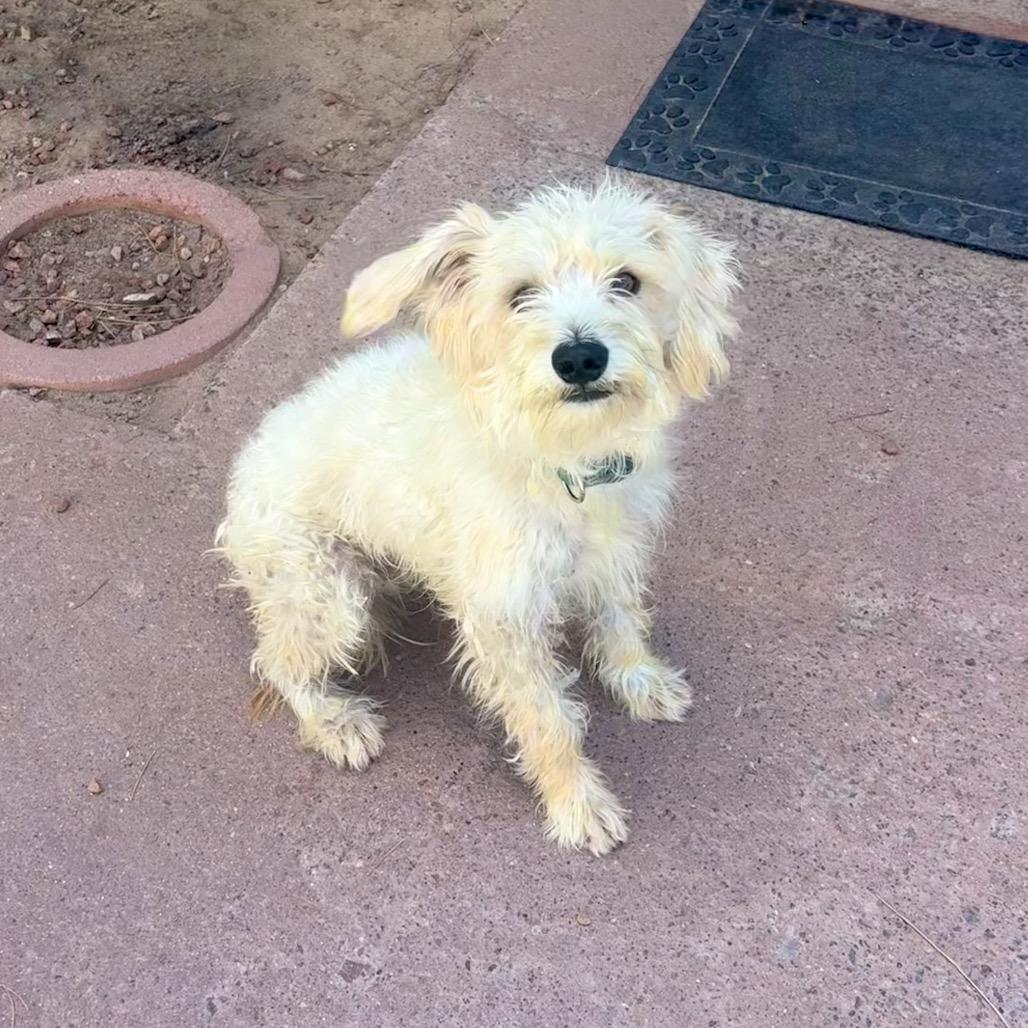 Tyson, Adoptable, Adult Male Mixed Breed.