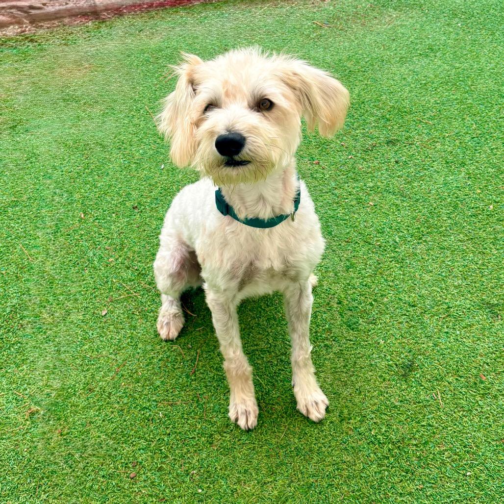 Enlarge Tyson, a Adoptable Mixed Breed in Las Cruces, NM image 2/2