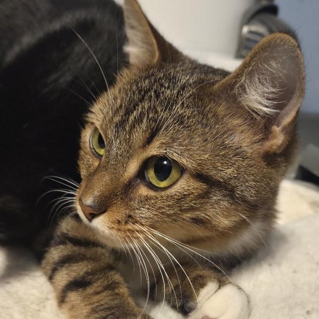 Enlarge Sprungle Jungle, a Adoptable Domestic Short Hair in Richmond, VA image 4/4