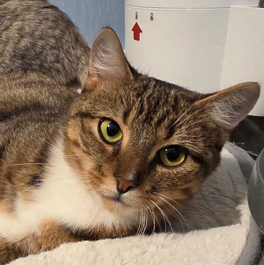 Enlarge Sprungle Jungle, a Adoptable Domestic Short Hair in Richmond, VA image 2/4