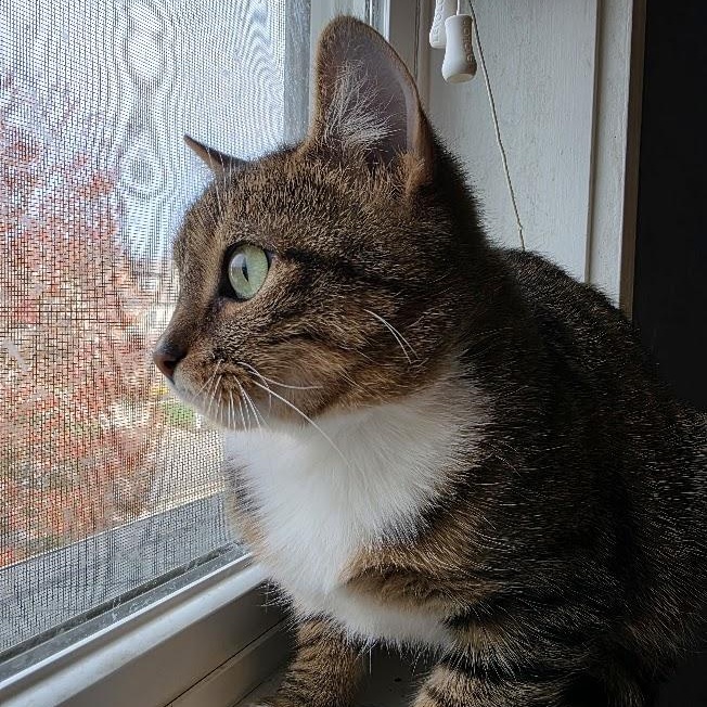 Enlarge Sprungle Jungle, a Adoptable Domestic Short Hair in Richmond, VA image 3/4