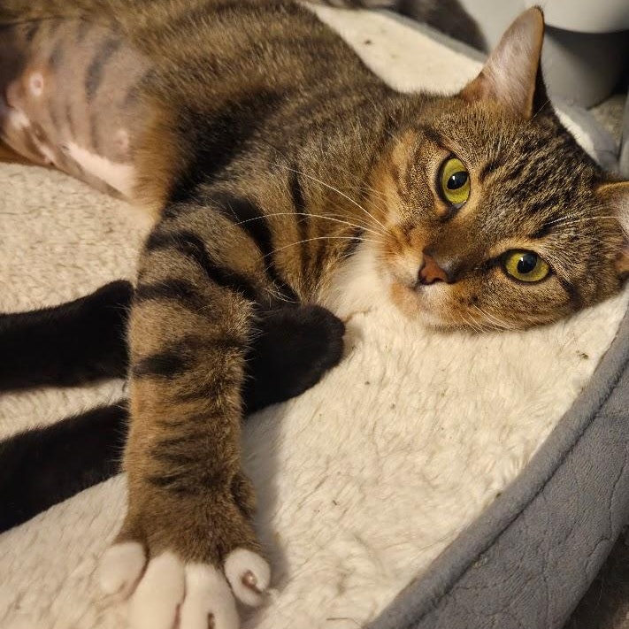 Enlarge Sprungle Jungle, a Adoptable Domestic Short Hair in Richmond, VA image 1/4