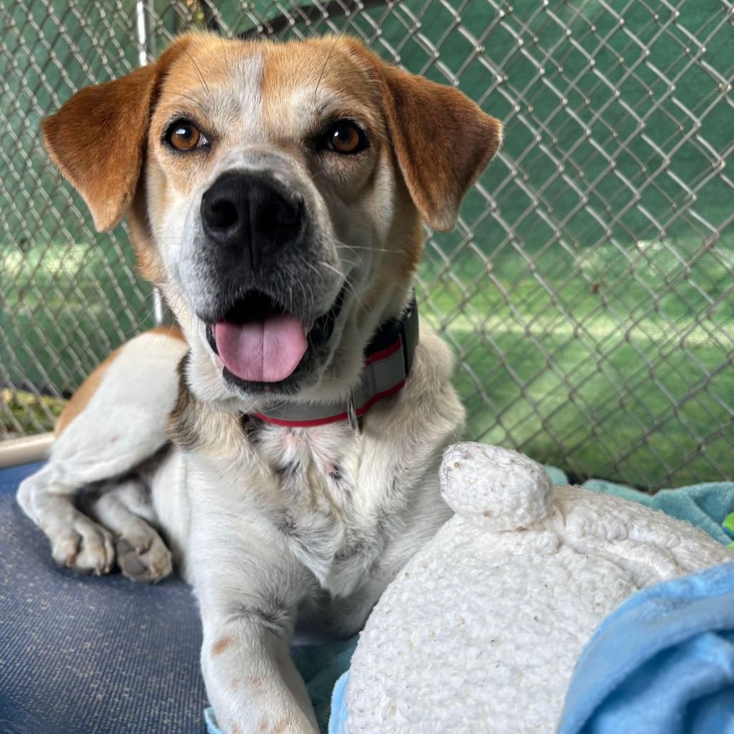 Bear, Adoptable, Adult Male Mixed Breed.