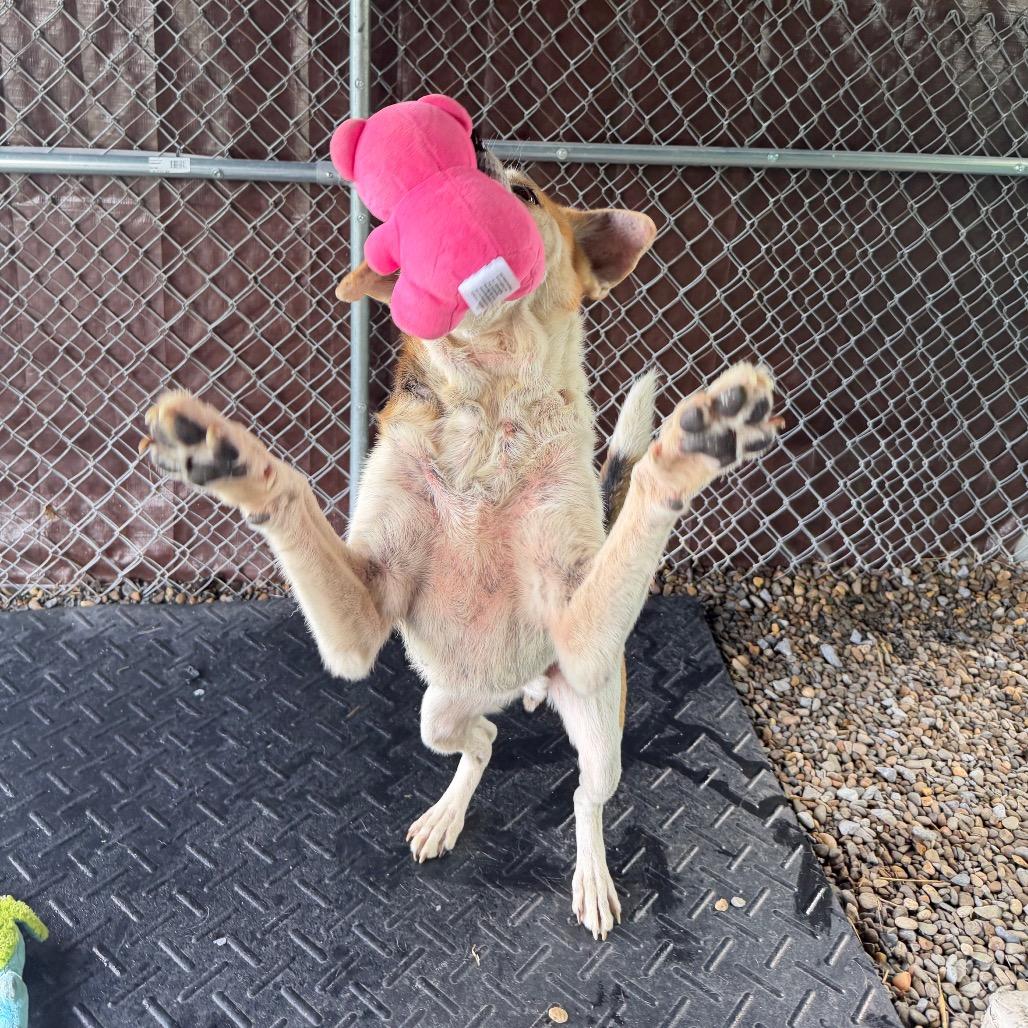 Enlarge Bear, a Adoptable Mixed Breed in Waynesville, NC image 2/6